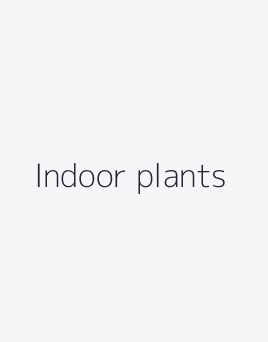 Indoor plants